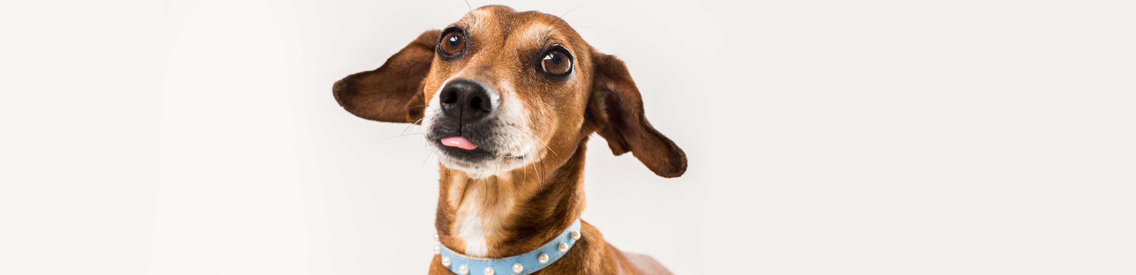 Ways to help pets that are stressed in social gatherings